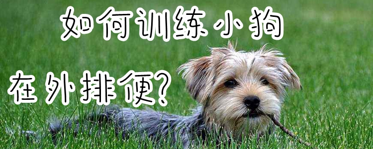 如何訓(xùn)練小狗在外排便