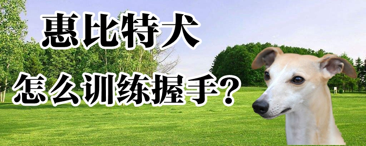 惠比特犬怎么訓練握手
