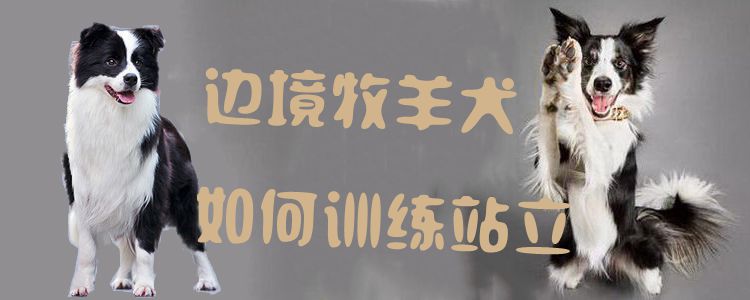 邊境牧羊犬如何訓(xùn)練站立