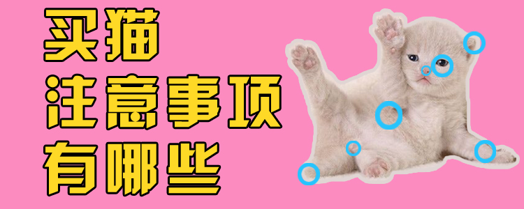 買貓注意事項有哪些