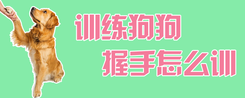 訓練狗狗握手怎么訓
