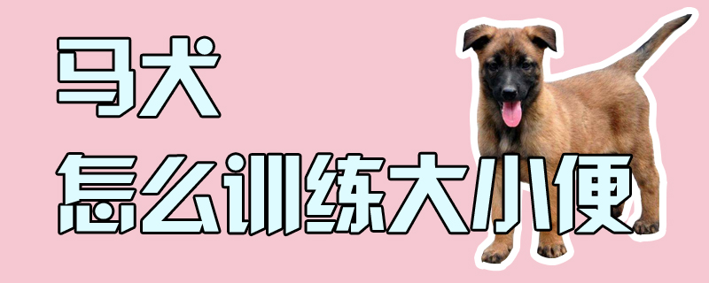 馬犬怎么訓練大小便
