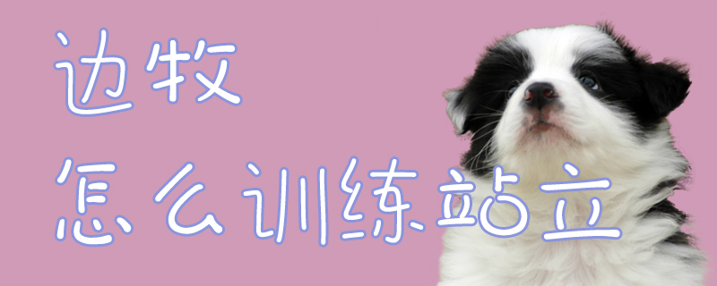 邊牧怎么訓(xùn)練站立