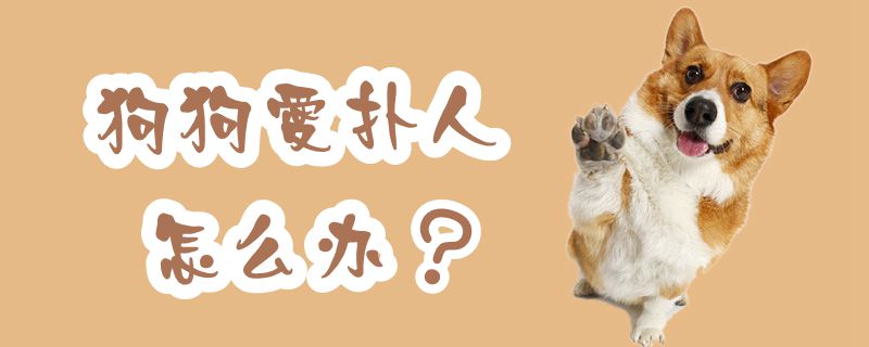 狗狗愛(ài)撲人怎么辦