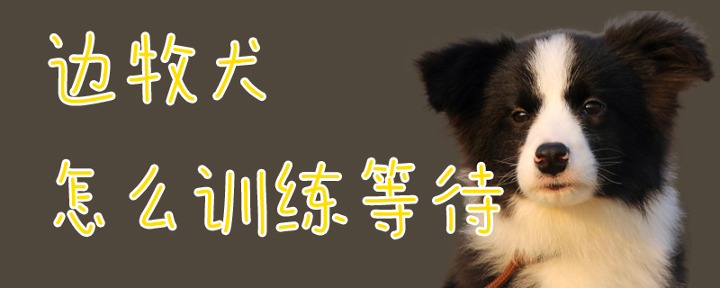 邊牧犬怎么訓練等待