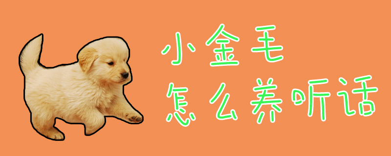 小金毛怎么養聽話