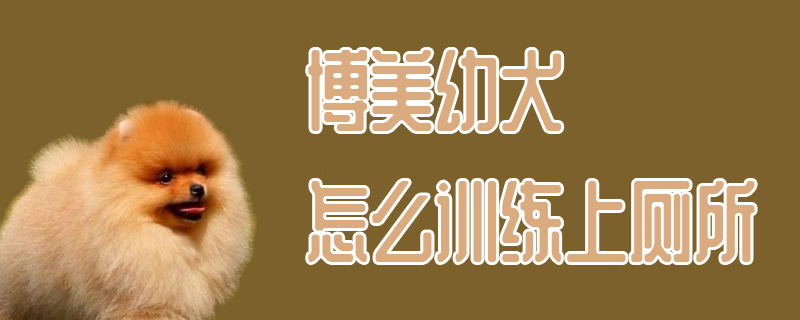 博美幼犬怎么訓練上廁所