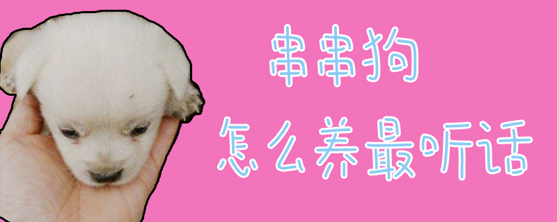 串串狗怎么養(yǎng)最聽(tīng)話