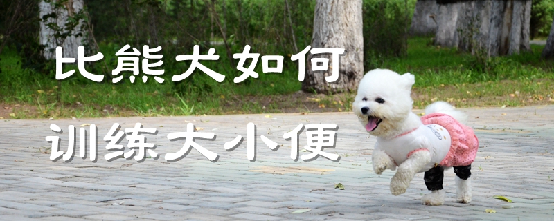 比熊犬如何訓(xùn)練大小便