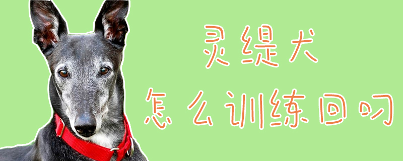 靈緹犬怎么訓練回叼