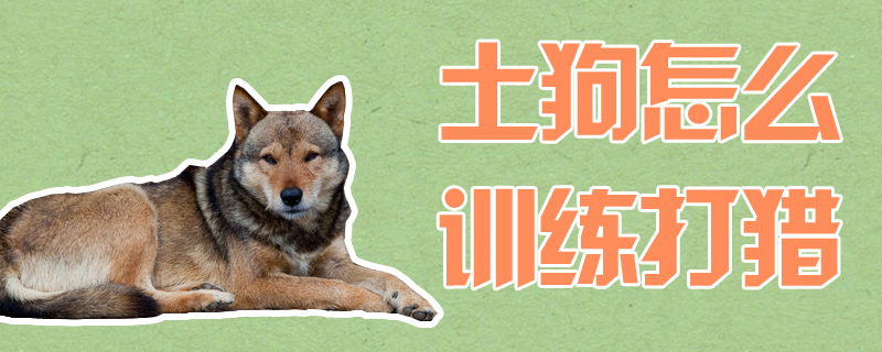 土狗怎么訓練打獵