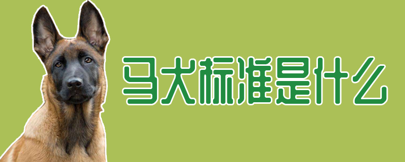 馬犬標(biāo)準(zhǔn)是什么