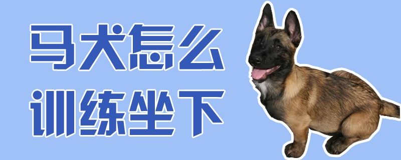 馬犬怎么訓(xùn)練坐下