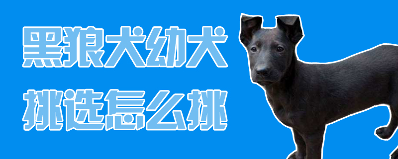 黑狼犬幼犬挑選怎么挑