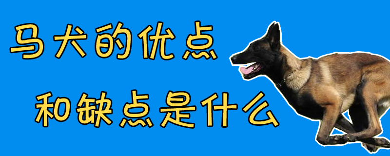 馬犬的優(yōu)點和缺點是什么