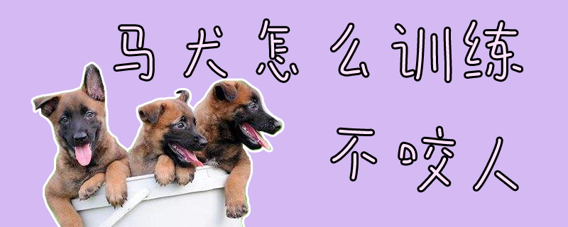 馬犬怎么訓(xùn)練不咬人