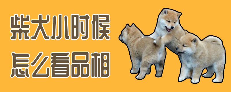 柴犬小時候怎么看品相