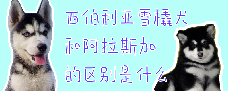 西伯利亞雪橇犬和阿拉斯加的區(qū)別是什么