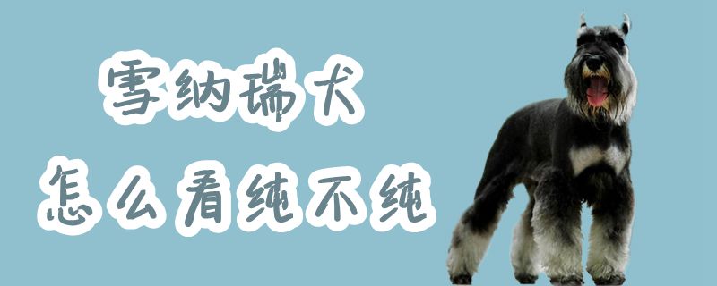 雪納瑞犬怎么看純不純