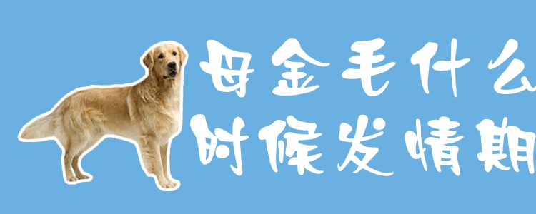 母金毛什么時候發情期1