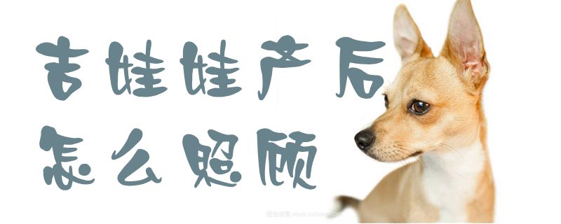 吉娃娃產(chǎn)后怎么照顧1
