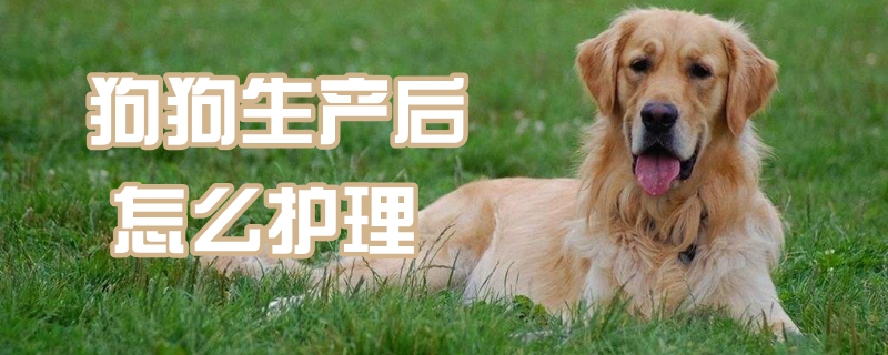 狗狗生產(chǎn)后怎么護(hù)理