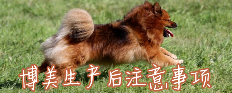 博美生產(chǎn)后注意事項(xiàng)