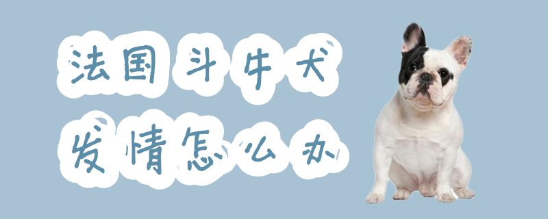法國(guó)斗牛犬發(fā)情怎么辦