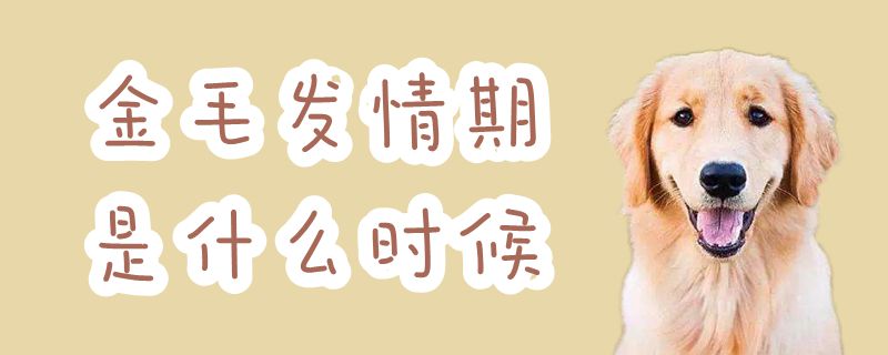 金毛發(fā)情期是什么時候