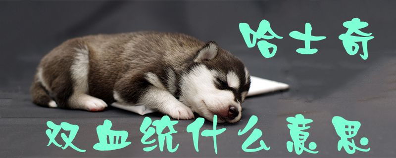 哈士奇雙血統什么意思1