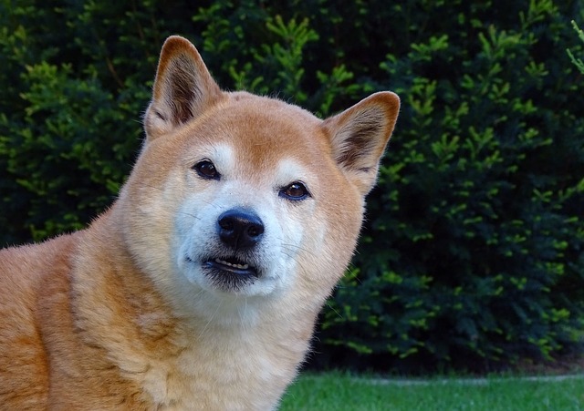 柴犬懷孕期間的奇妙旅程：守護(hù)“懷孕生產(chǎn)”的每一步