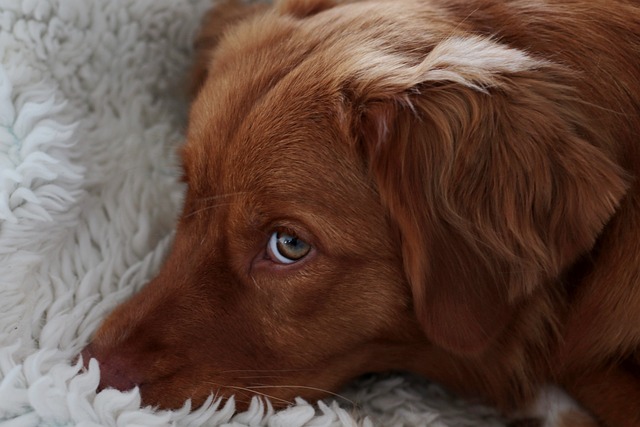 犬細小病毒有那些癥狀？