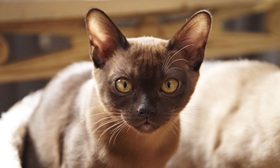 緬甸貓怎么養(yǎng) 緬甸貓飼養(yǎng)技巧