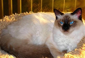 怎么與巴厘貓相處 巴厘貓飼養相處細節