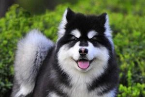 阿拉斯加狗什么時(shí)候斷奶