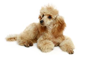 貴賓犬不吃東西怎么辦