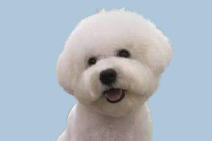 比熊犬什么時(shí)候來(lái)月經(jīng)