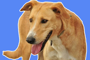細(xì)犬怎么養(yǎng)