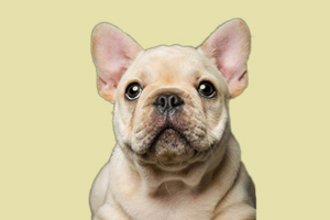 法斗犬什么時(shí)候發(fā)情