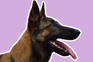 馬犬怎么訓(xùn)練聽話