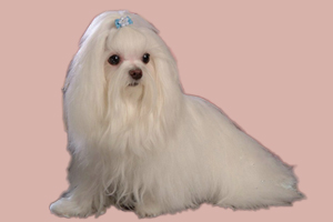 馬爾濟斯犬如何養