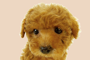 泰迪犬怎么看純度