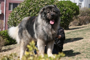 怎么養高加索犬