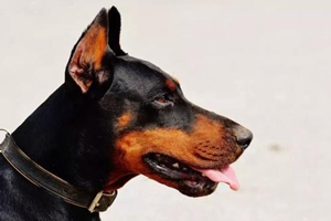 杜賓幼犬怎么喂養