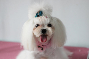 馬爾濟斯犬造型怎么剪