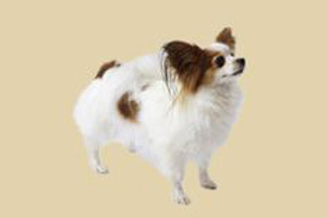 蝴蝶犬怎么養