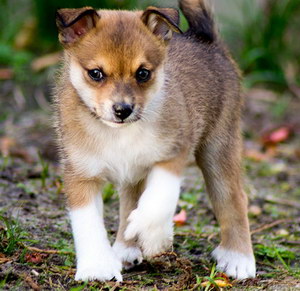 挪威倫德獵犬牙齒怎么護理 挪威倫德獵犬口腔清潔流程