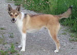 挪威倫德獵犬怎么美容 挪威倫德獵犬美容方法