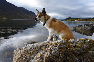 挪威倫德獵犬怎么養 挪威倫德獵犬飼養心得