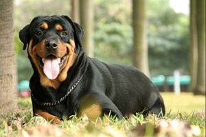 羅威納犬牙齒怎么清潔 羅威納犬牙齒親各級方法